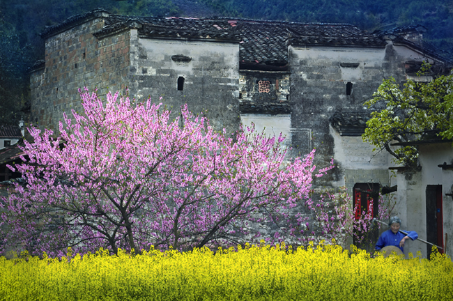 婺源油菜花，2019你值得一去！